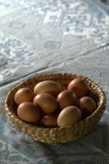 Drůbež a vejce v BIO kvalitě